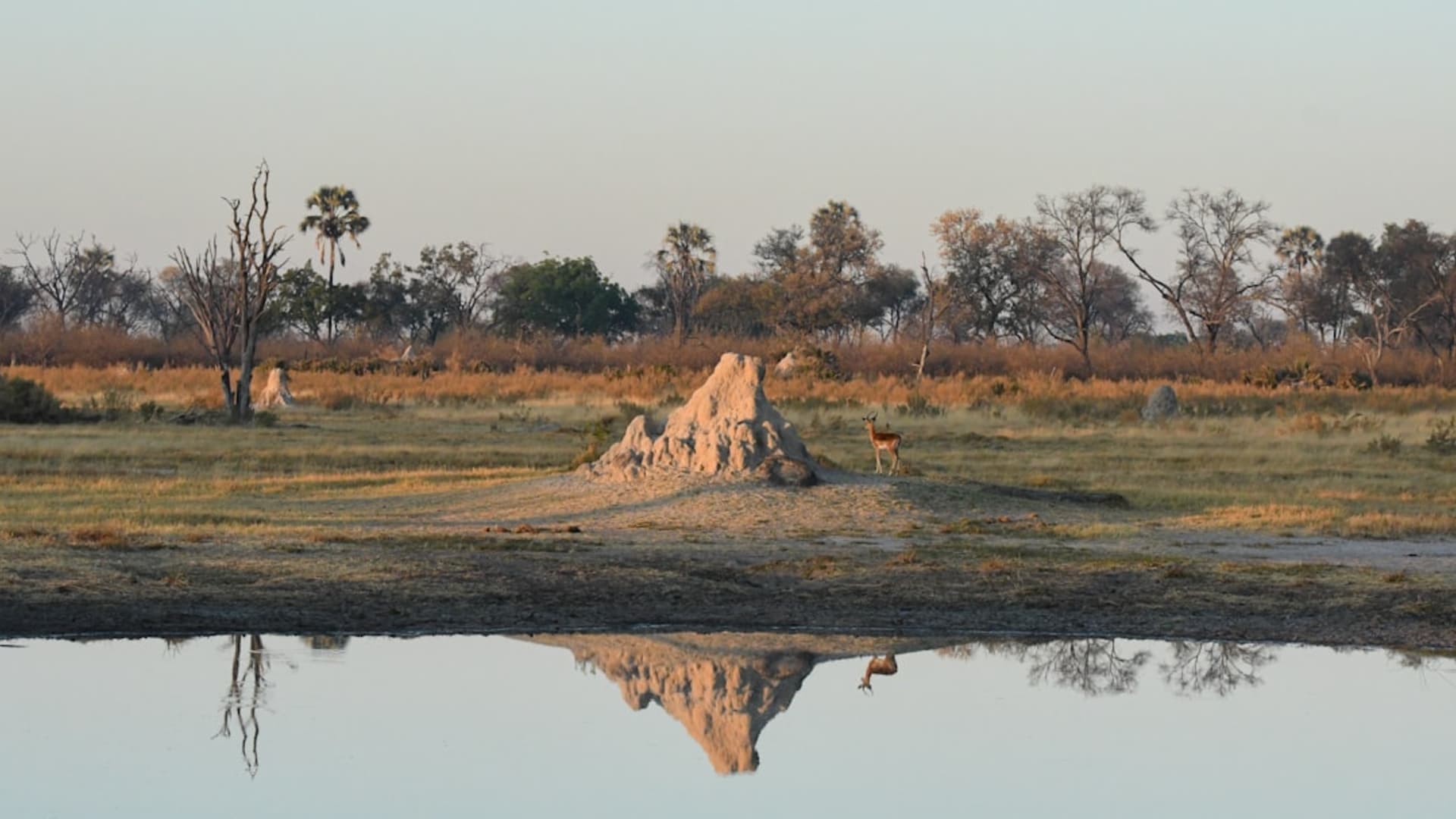 Maun city skyline