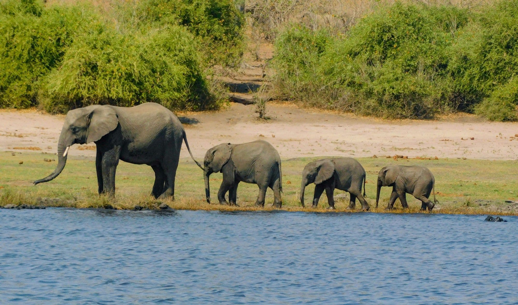 A family of elephants, two adults and two calves, walking along a sandy riverbank beside blue water.