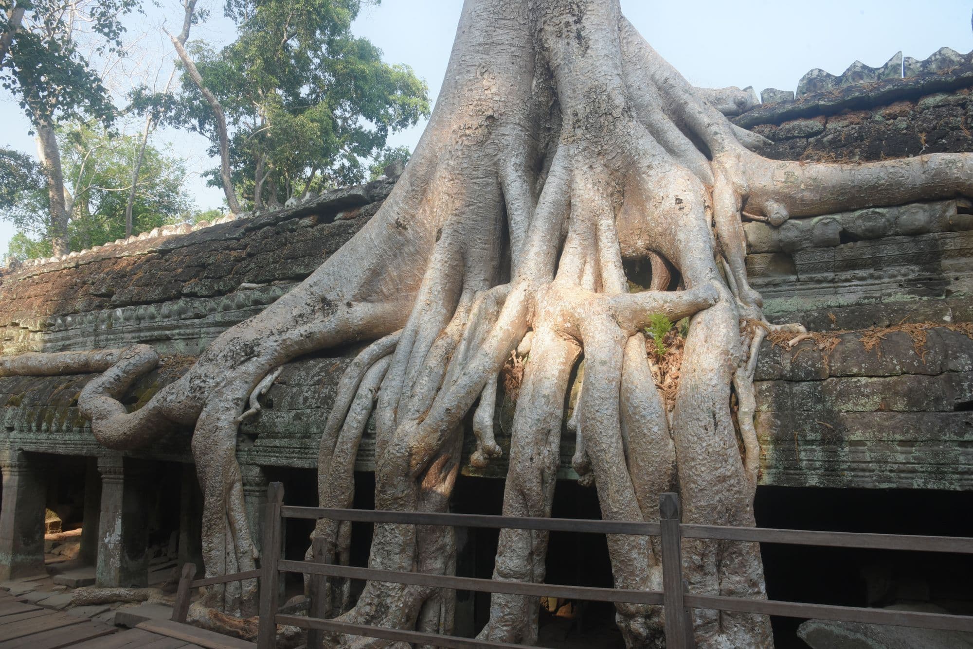 The pale, twisting roots of a giant tree spill over the roof and walls of a stone temple gallery at Ta Prohm.