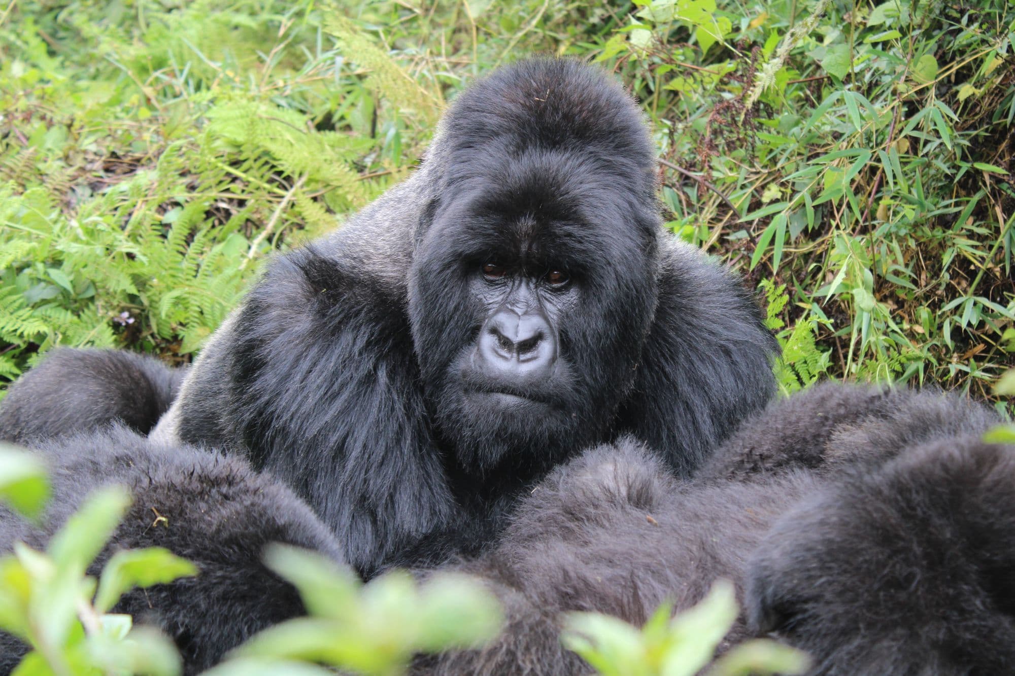 A silverback mountain gorilla sitting among green ferns in the forest near Kinigi, with other gorillas resting in front.