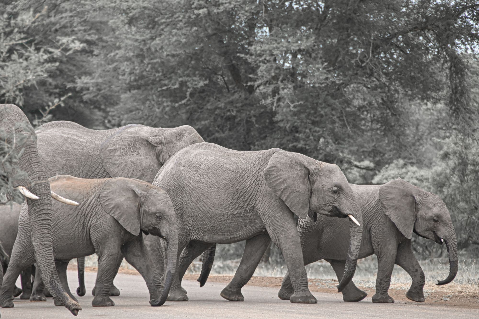 A black-and-white photo of a herd of elephants, including two young calves, crossing a tarred road through bush.