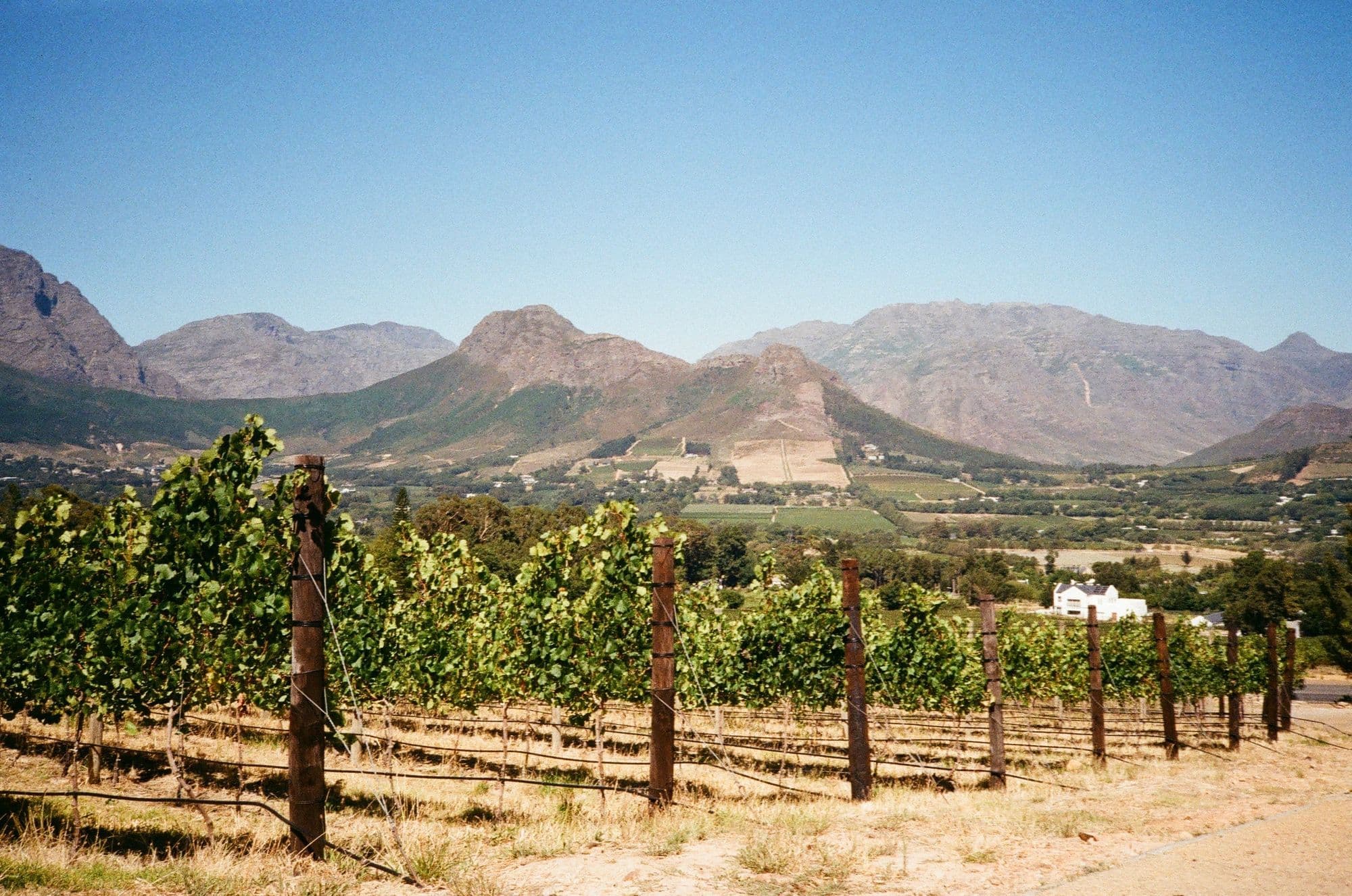 Rows of green vines in a Franschhoek vineyard with rugged mountains behind under a blue sky.