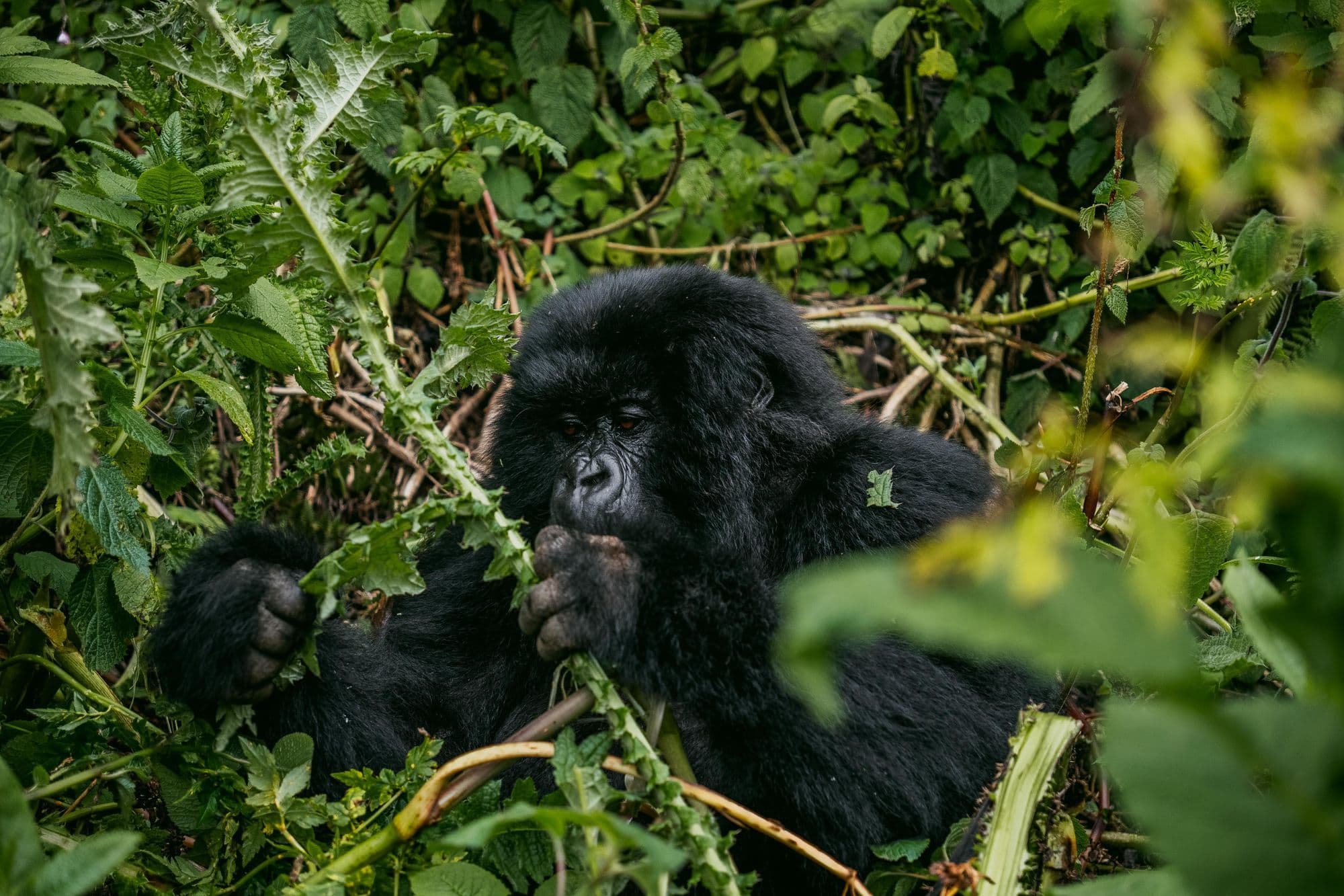 A mountain gorilla sitting in dense green vegetation, chewing on leaves and stems.