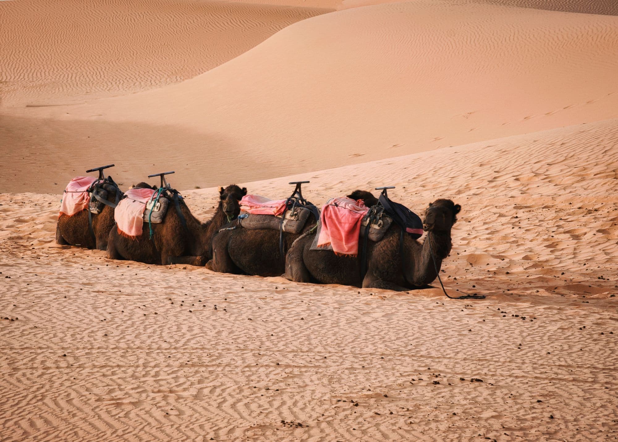 Four camels with red saddle blankets rest on smooth orange sand dunes in the Sahara near Merzouga.