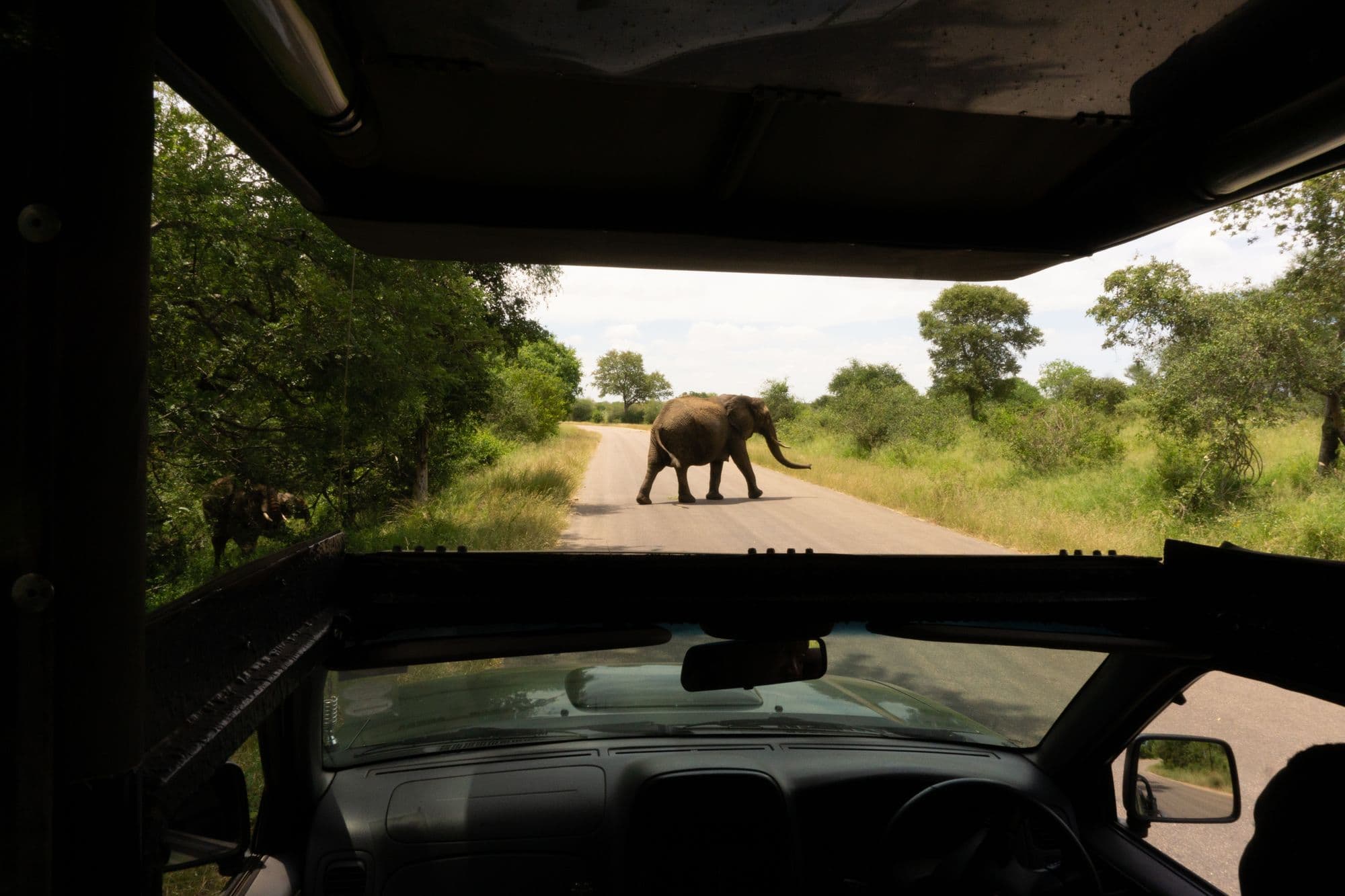 An elephant crossing a tarred road through green bush, seen through the open front of a safari vehicle.