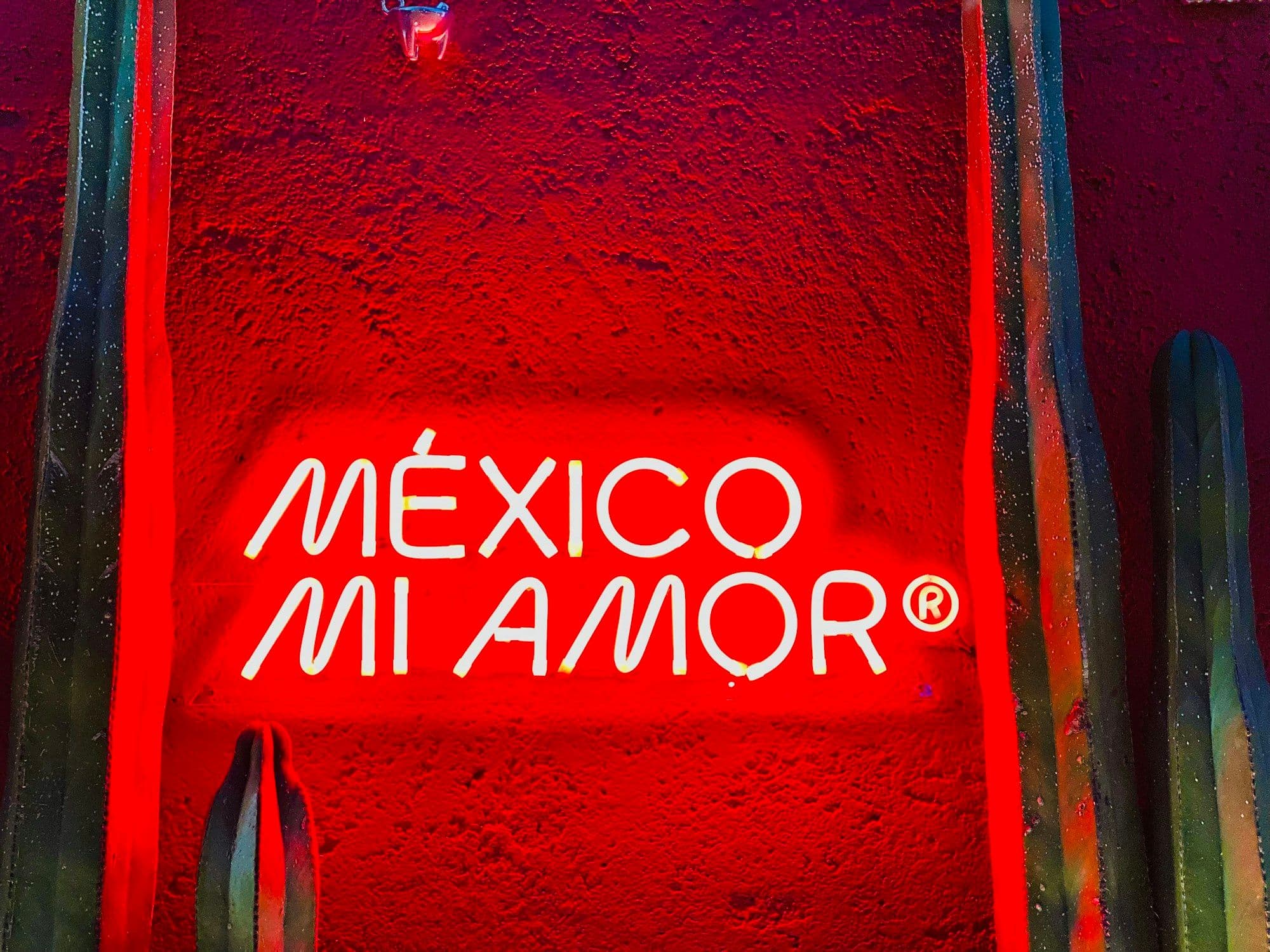 A white neon sign reading México mi amor on a red wall between tall green cactus stems.